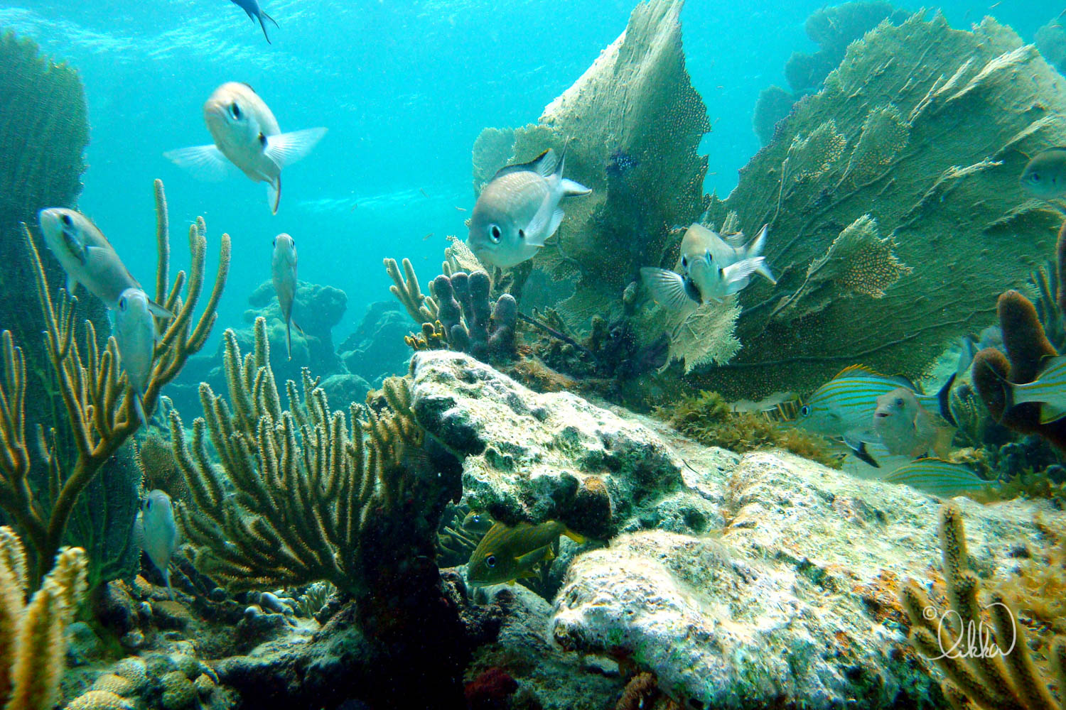 underwater-snorkeling-fish-likka-2.jpg