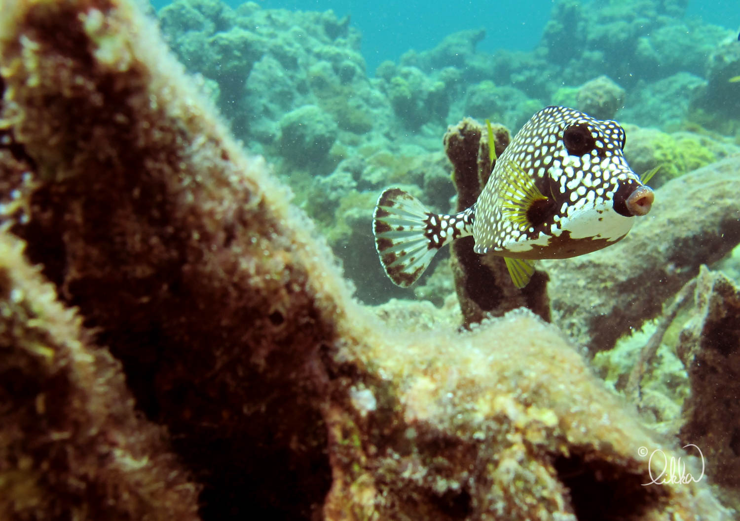 underwater-snorkeling-fish-likka-13.jpg