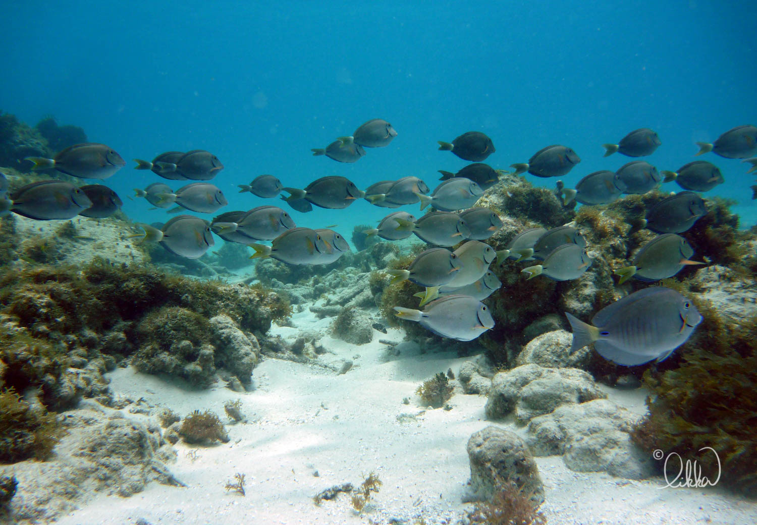 underwater-snorkeling-fish-likka-14.jpg