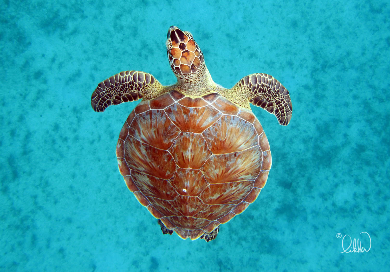 turtles-ray-barracuda-likka-3.jpg