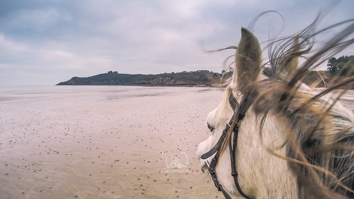 likka-horse-bretagne-4.jpg