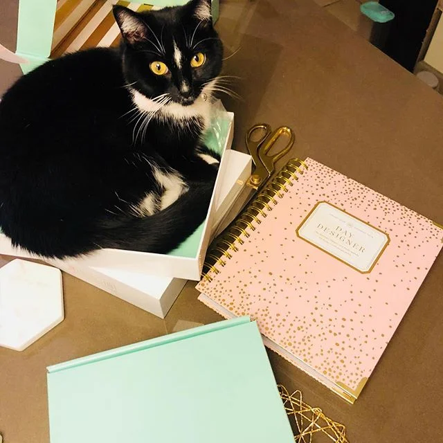I 💛fast shipping from @belleandblush on their exclusive @thedaydesigner while Blue Ivy Marie💛the gorgeous packaging! #planneraddict #plannergirl #blkwmnplan #catsofig #dissertationlife #daydesigner #welldesignedlife #goalplanning #dailyplanner