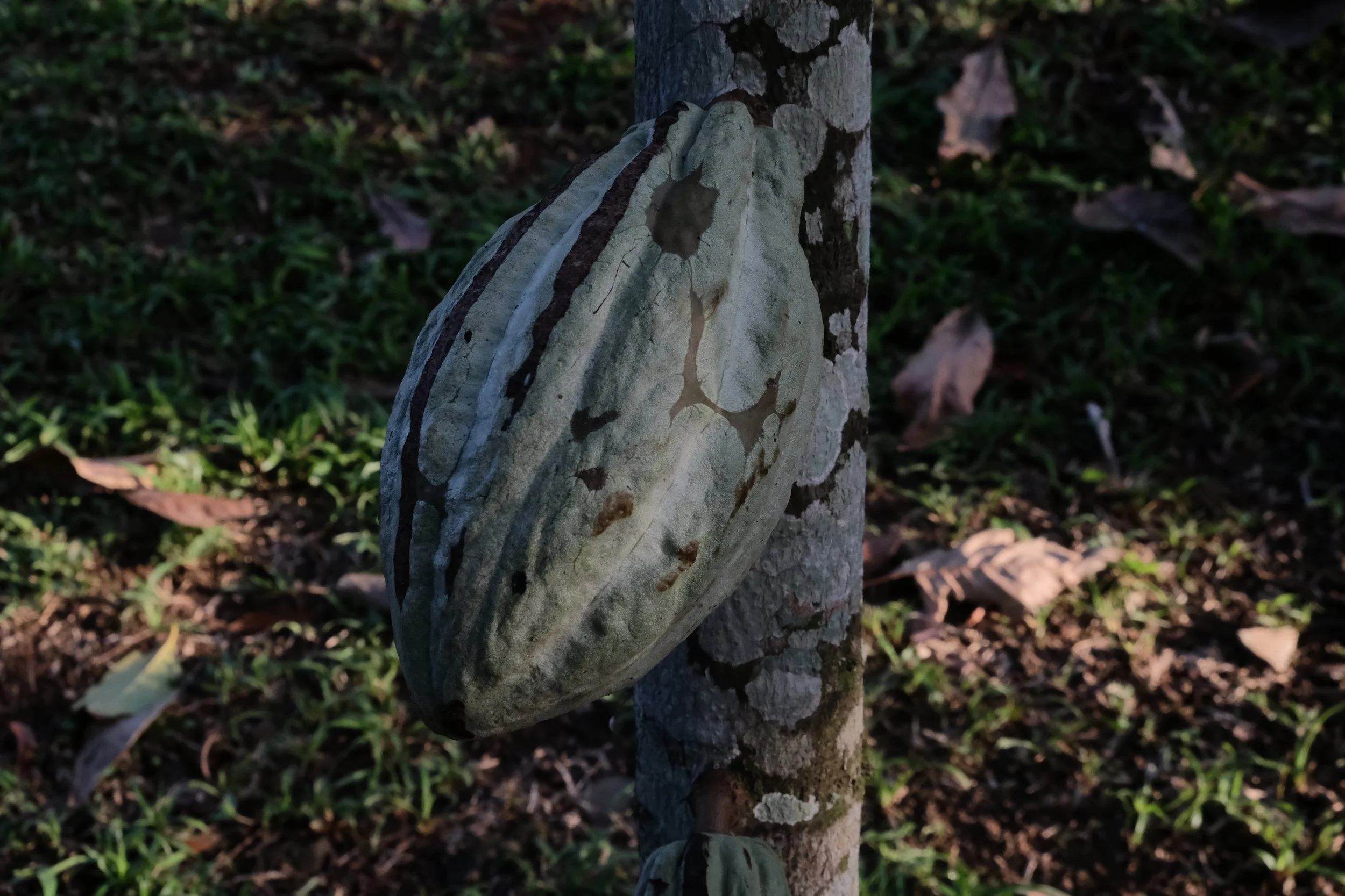 Ditsöwö Ú, Bratsi - Talamanca