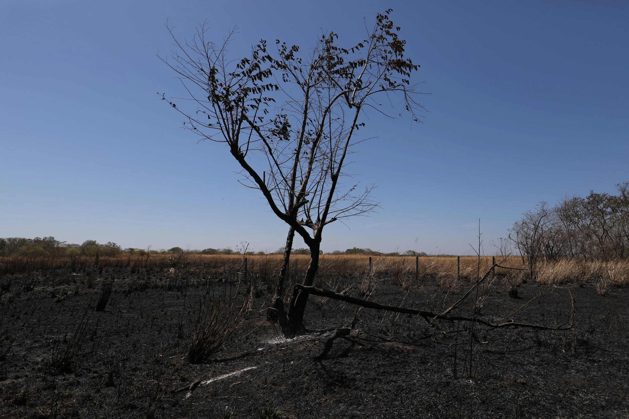 Costa Rica frente al dilema ambiental: señales de retroceso en un modelo que fue referente mundial