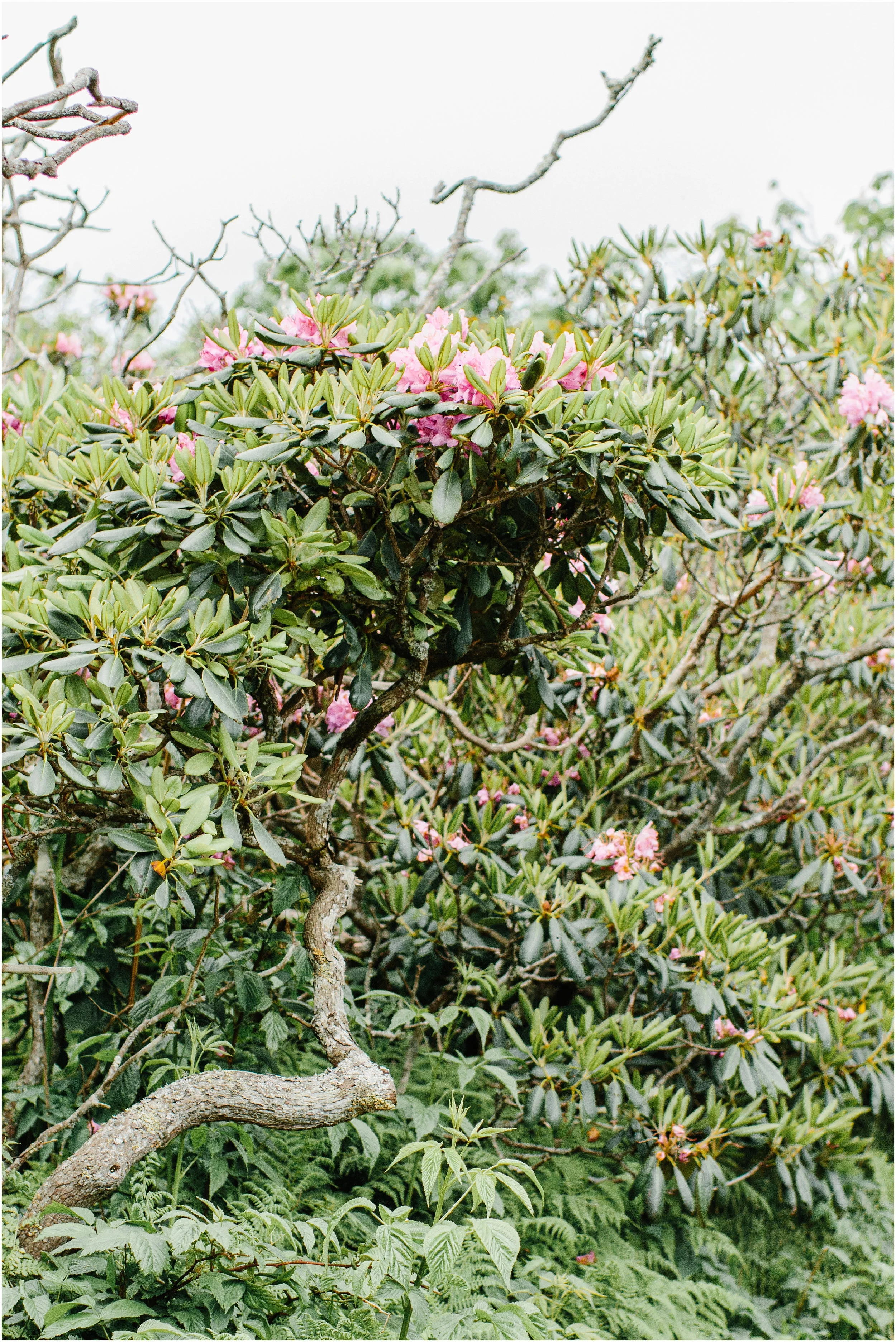 Travel_Photographer_Asheville_NorthCarolina-60.jpg