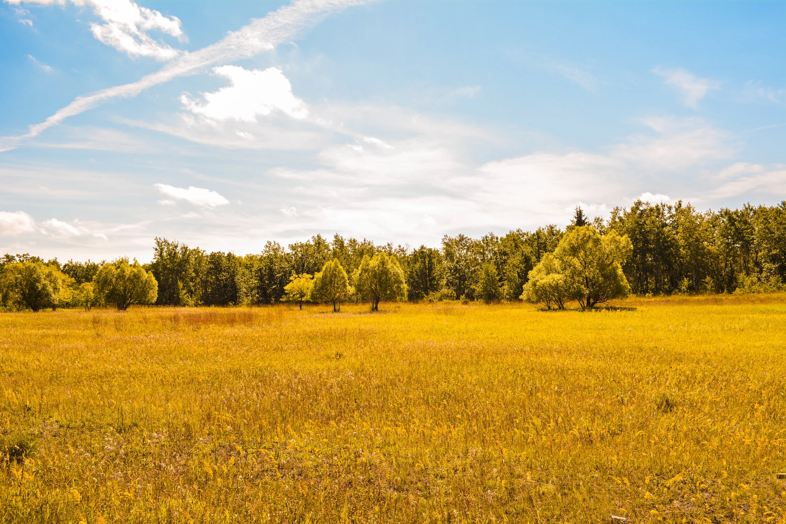Golden Landscape