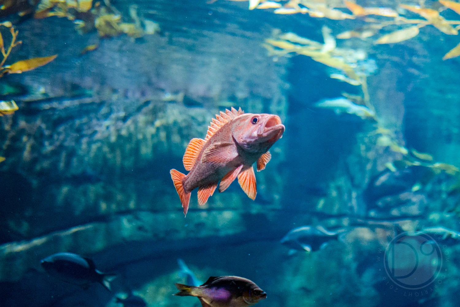 DSC_0199.jpg