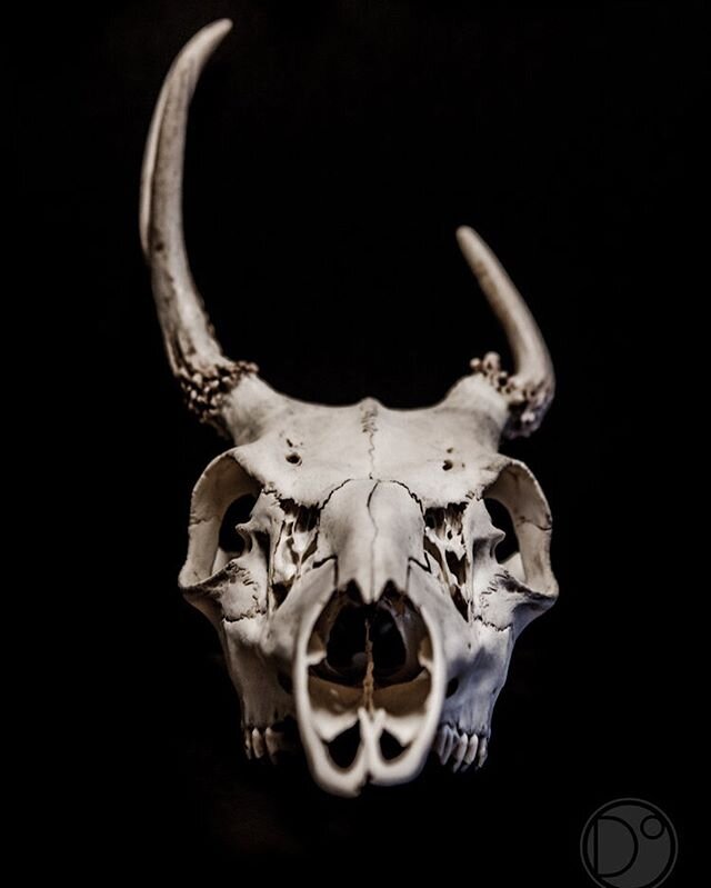 💀
.
.
.
#bones #skull #photography #deerhere #cult #hunting #doeadeer #skulls #macro #closeup #evileye #horns #devilhorns #41666 #torontophotography #torontophotographer #letsgetweird