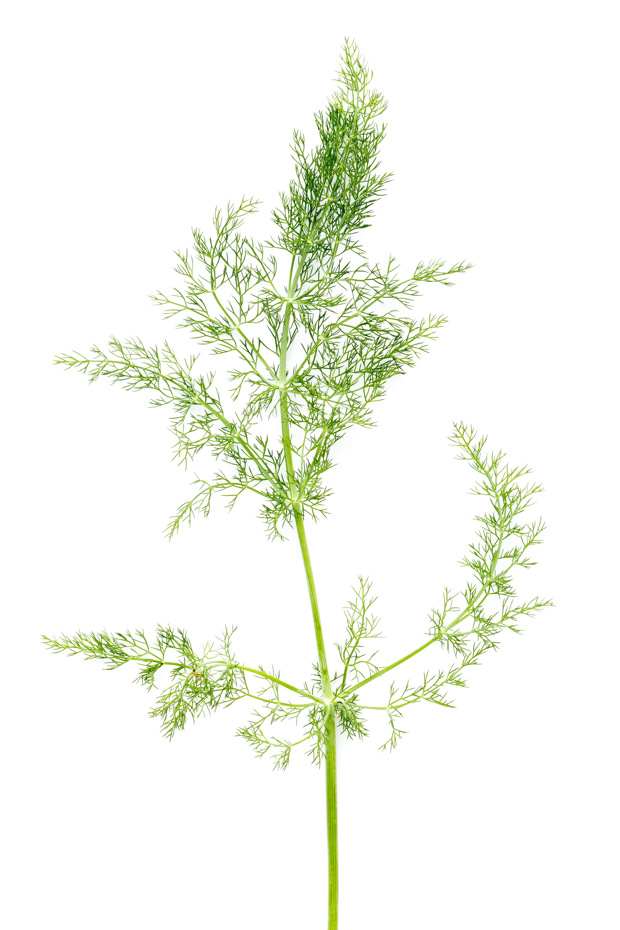 Wild Fennel, Survival, 2022