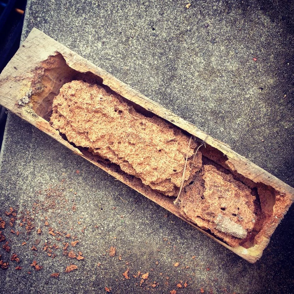 Do Termites Eat Hardwood?