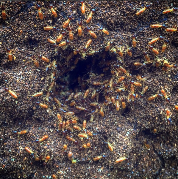 Soldiers amassing around the breach in the defenses.