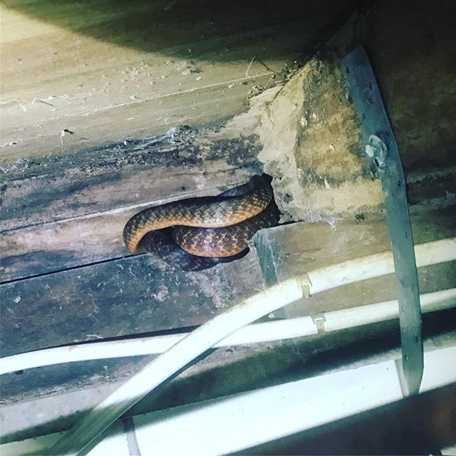 When your in a confined space and you have to politely ask the venomous/disease-riddled wildlife to let me inspect the rampant termite damage #stralia #everythingistryingtokillyouinaustralia #murwillumbah #snakes #bat #termites #tweedcoast #tweedvall