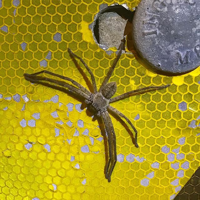 Camouflage NOT working 😂 #huntsman #spider #wildlife #nature #creepycrawly #pottsville #murwillumbah #cabaritabeach #casuarina