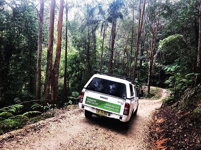 Chasing termites around in the jungle in the 2wd is always interesting... It&rsquo;s good to be back though 😁
#termites #itsgoodtobebackhome #pestcontrol #dulguigan #tweedvalley #stilldustyfromthekalahari