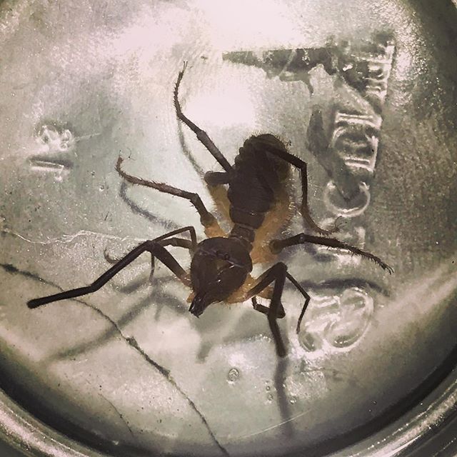 Time for a quick quiz! ...who knows the name of this little monster? 🤓 He moves fast, bites hard, grows a lot more and doesn&rsquo;t live in Australia #whichisjustaswell #whatbugisthis #creepycrawly #quiz #pestcontrol #murwillumbah #tweedvalley
