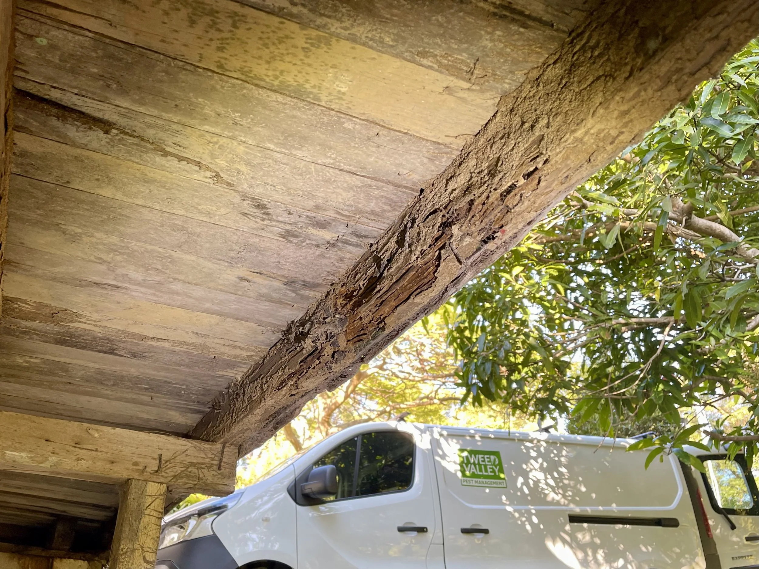 termite-damage-murwillumbah