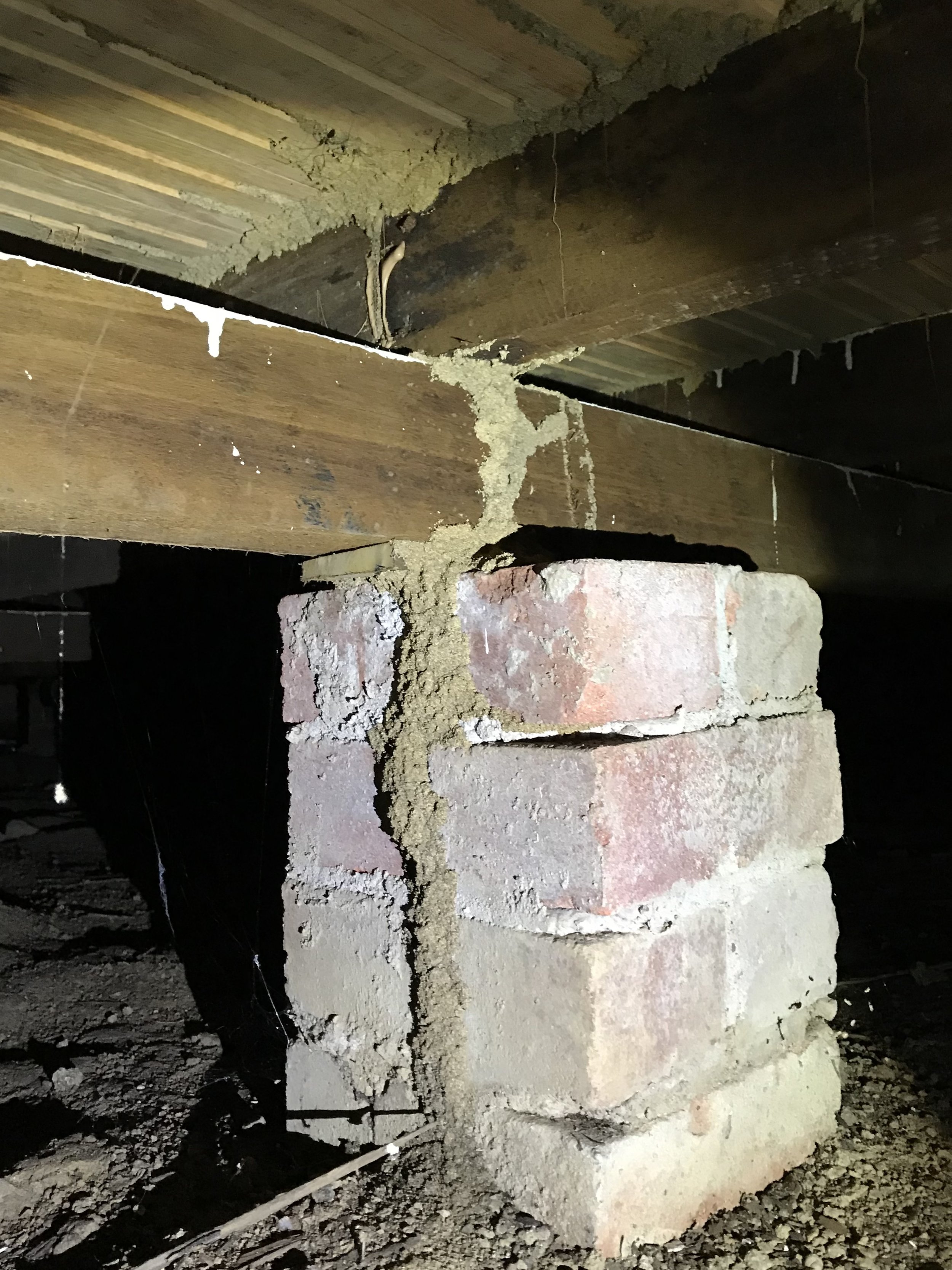 termite treatment tweed coast pottsville