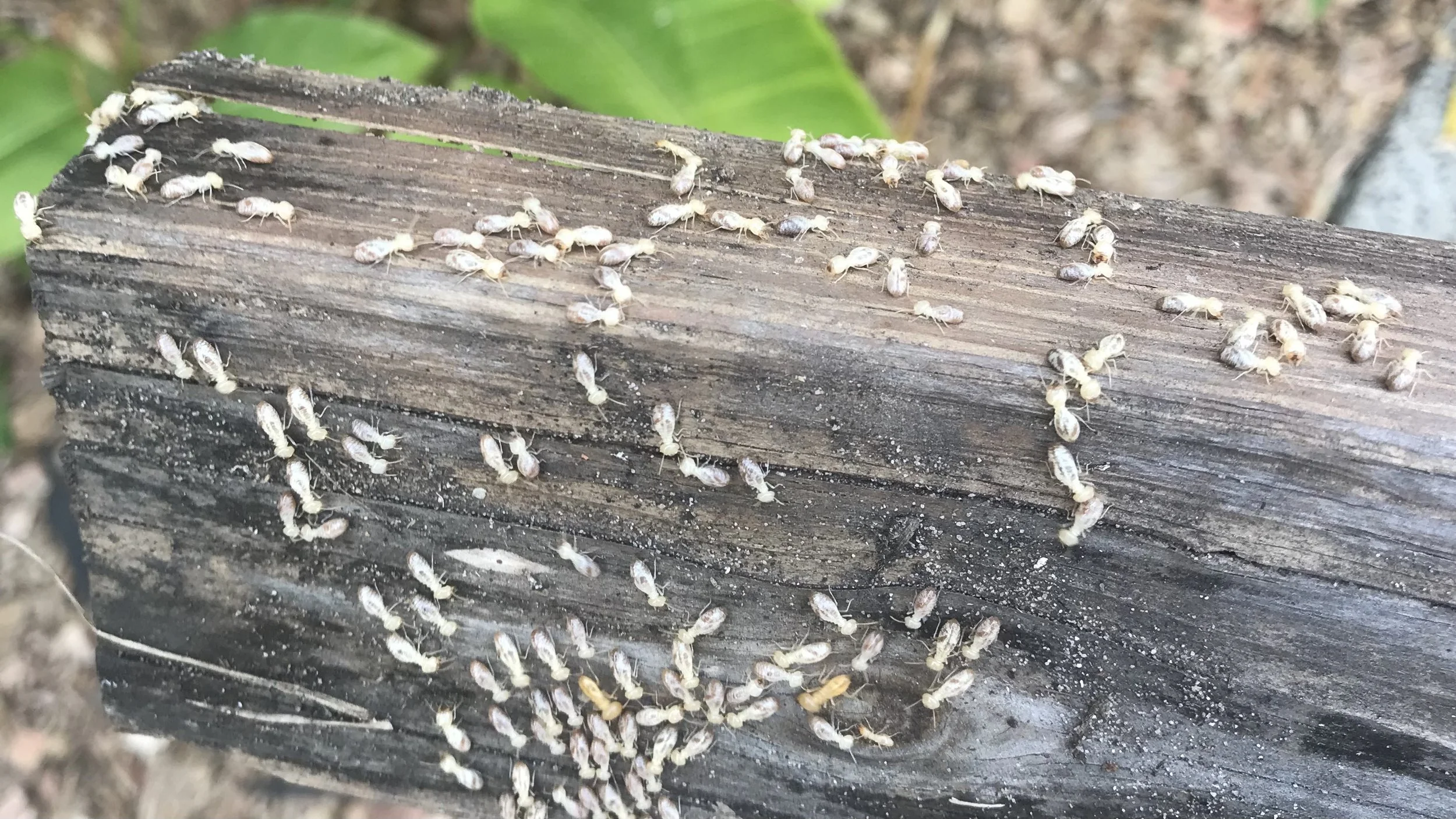 termite inspection pottsville