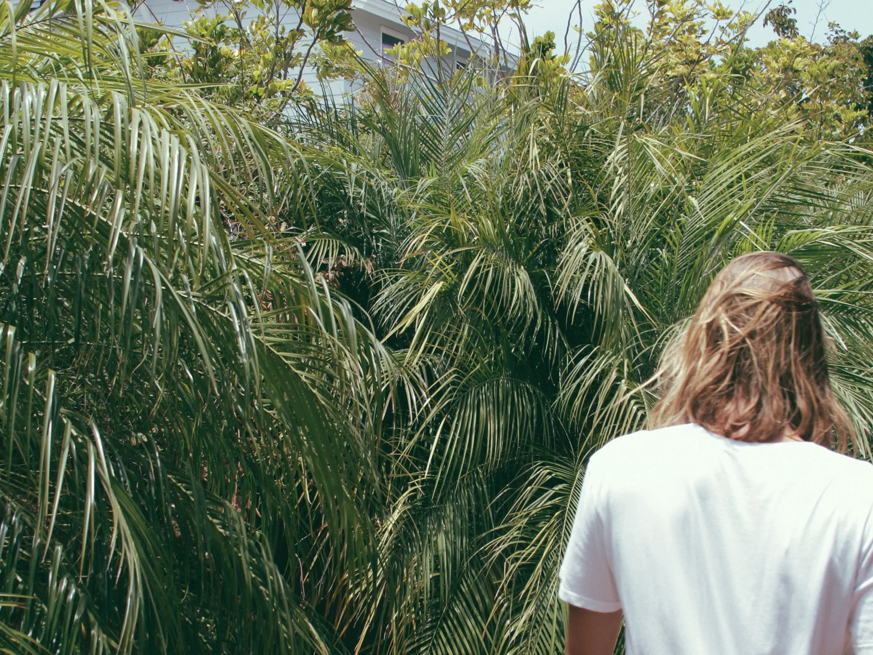 Palm_2a.jpg