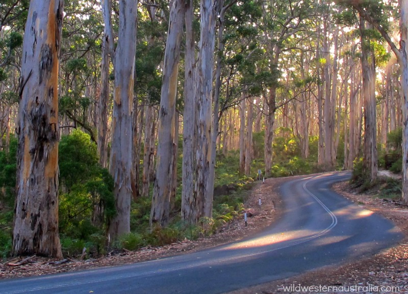 caves-road-drive.jpg