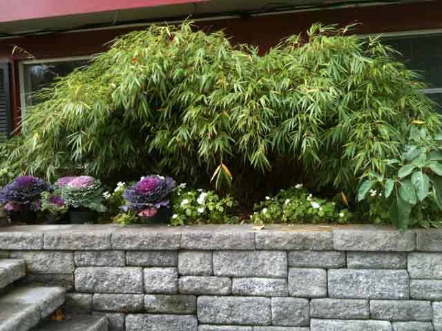 Nightshade Non-Invasive Bamboo