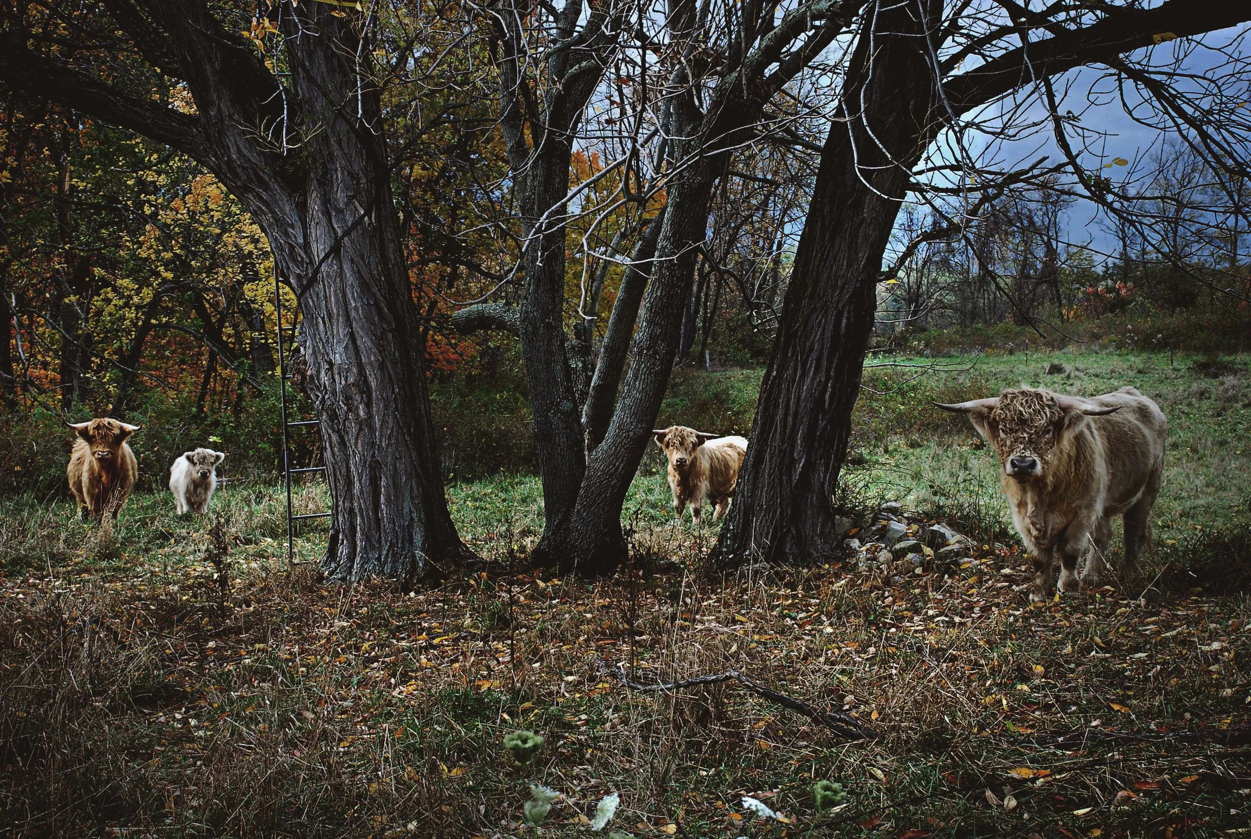 Scottish Cows 07.jpg