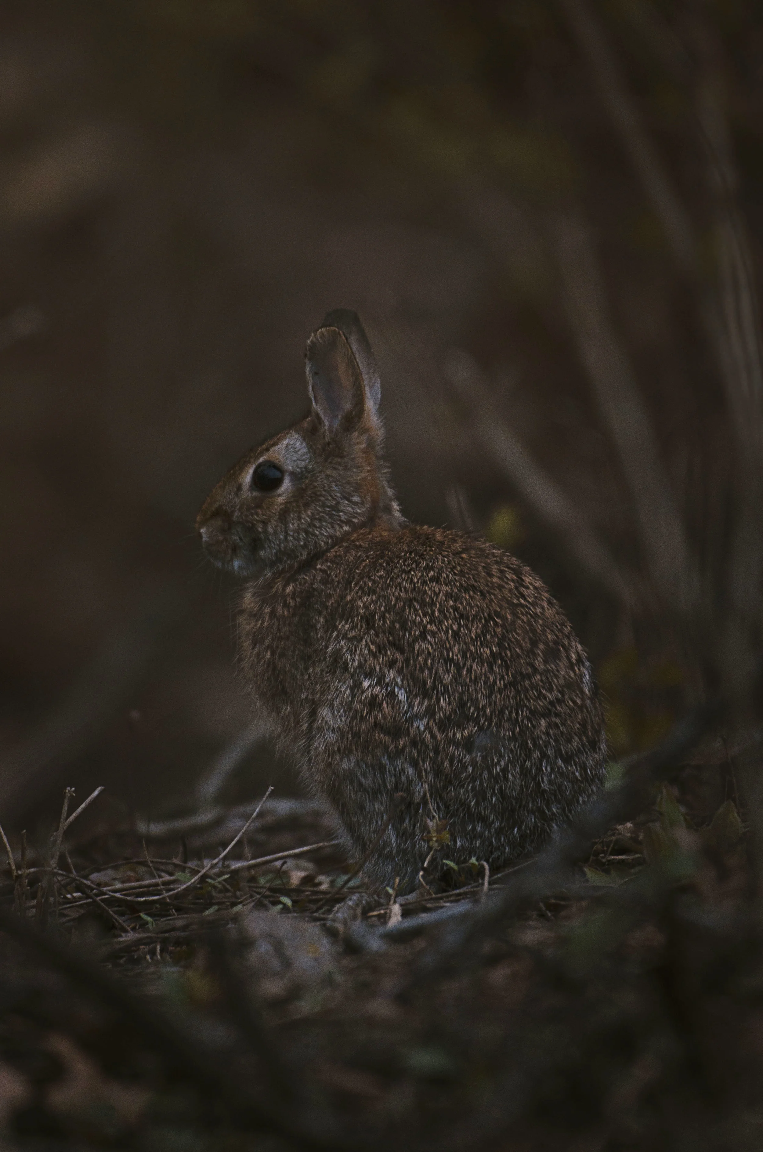 DSC_2492.jpg