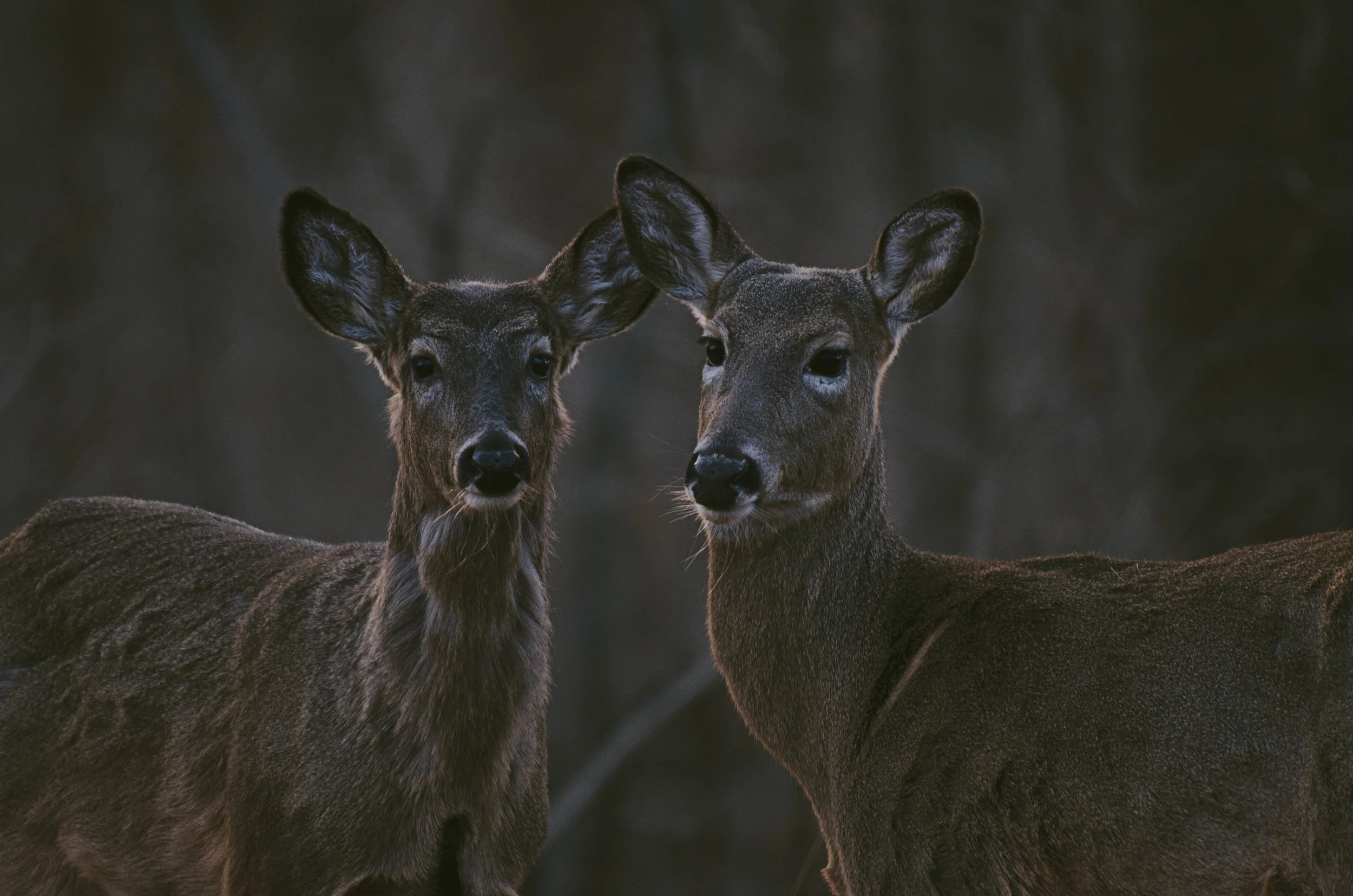 DSC_6291.jpg