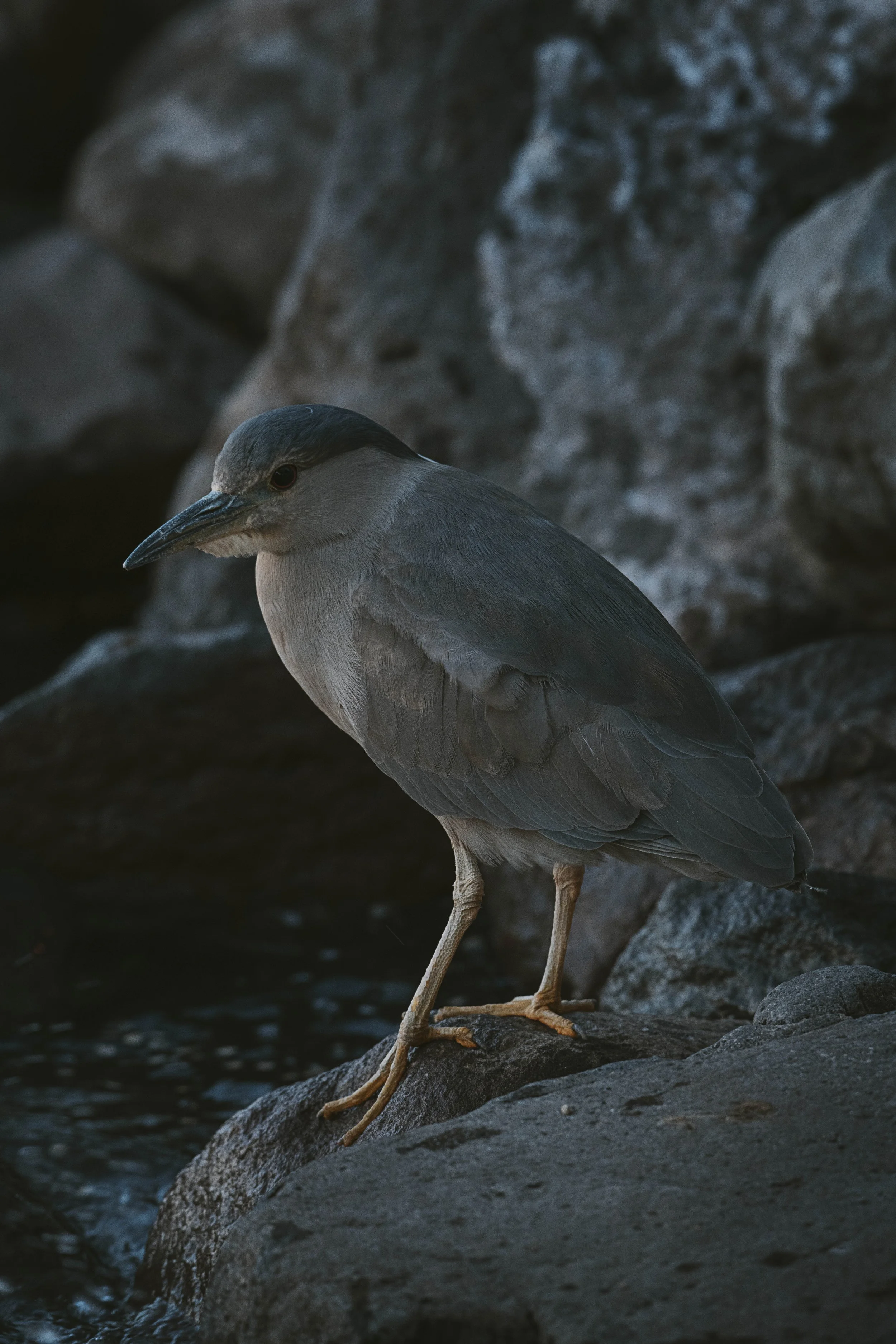 DSC_9798.jpg