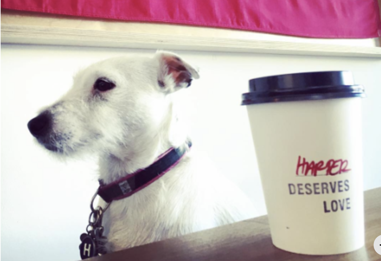 Coffee, Elevated with Love 