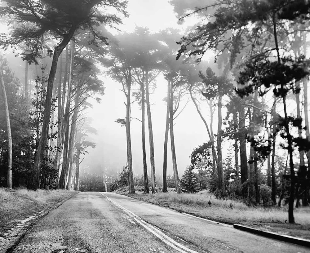 TreesPresidio_EDITED_WEBSITE.jpg