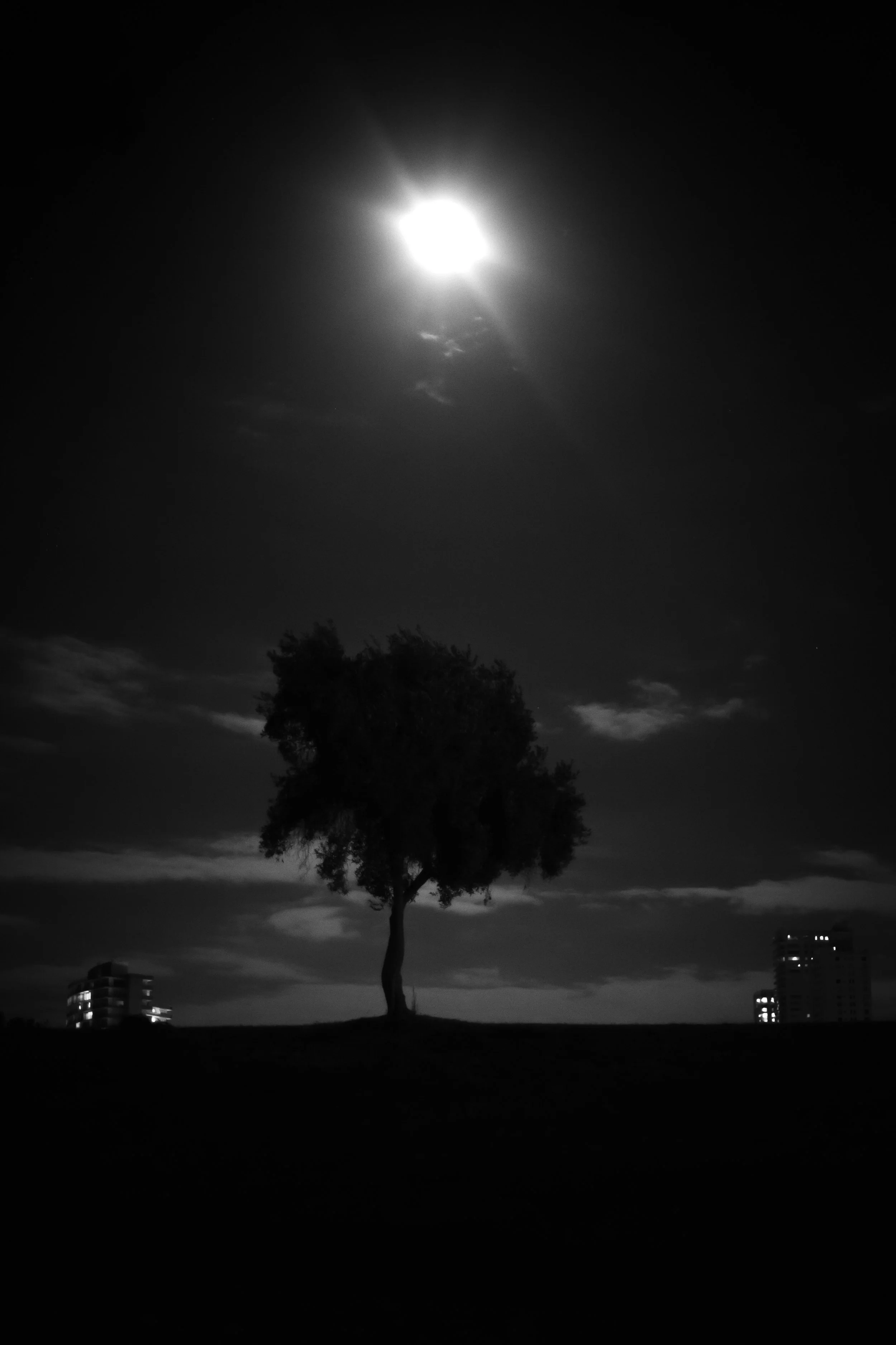 IMG_0740_FORT MASON_SAN FRANCSICO_TREE.jpg