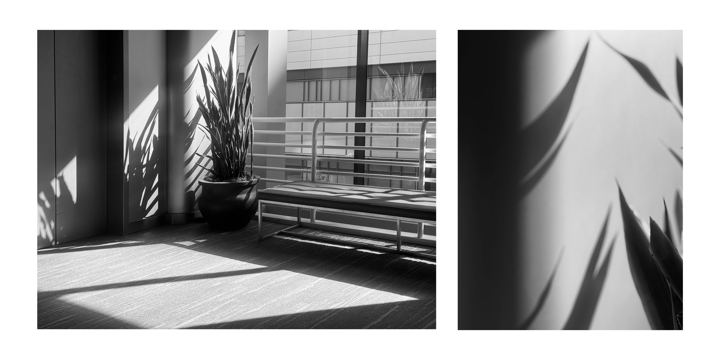 ELIZABETH STRONG_WINDOW LIGHT_COMP.jpg