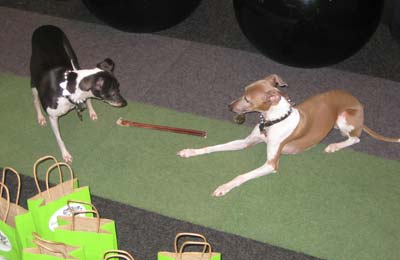 411-amysdogs_small.jpg