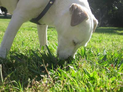 427-cosmosniffgrasssmall.jpg