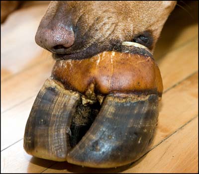 435-hoofinmouthsmall.jpg