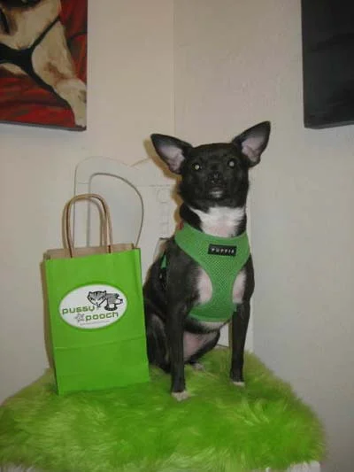 447-chihuahuameetup.jpg