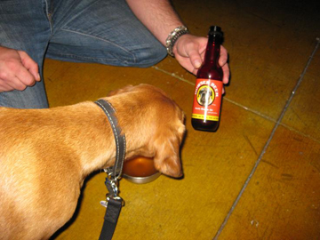 464-dogbeer.jpg