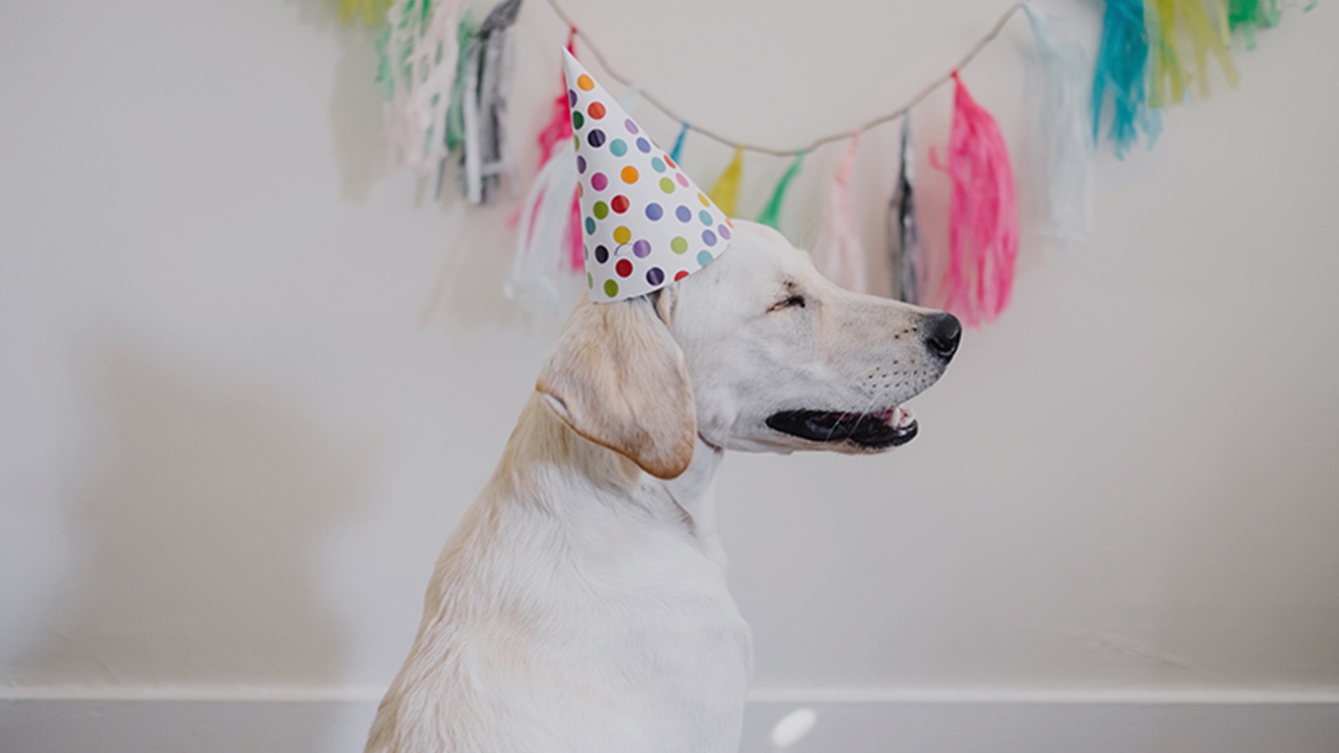 PetParties_Hero.jpg