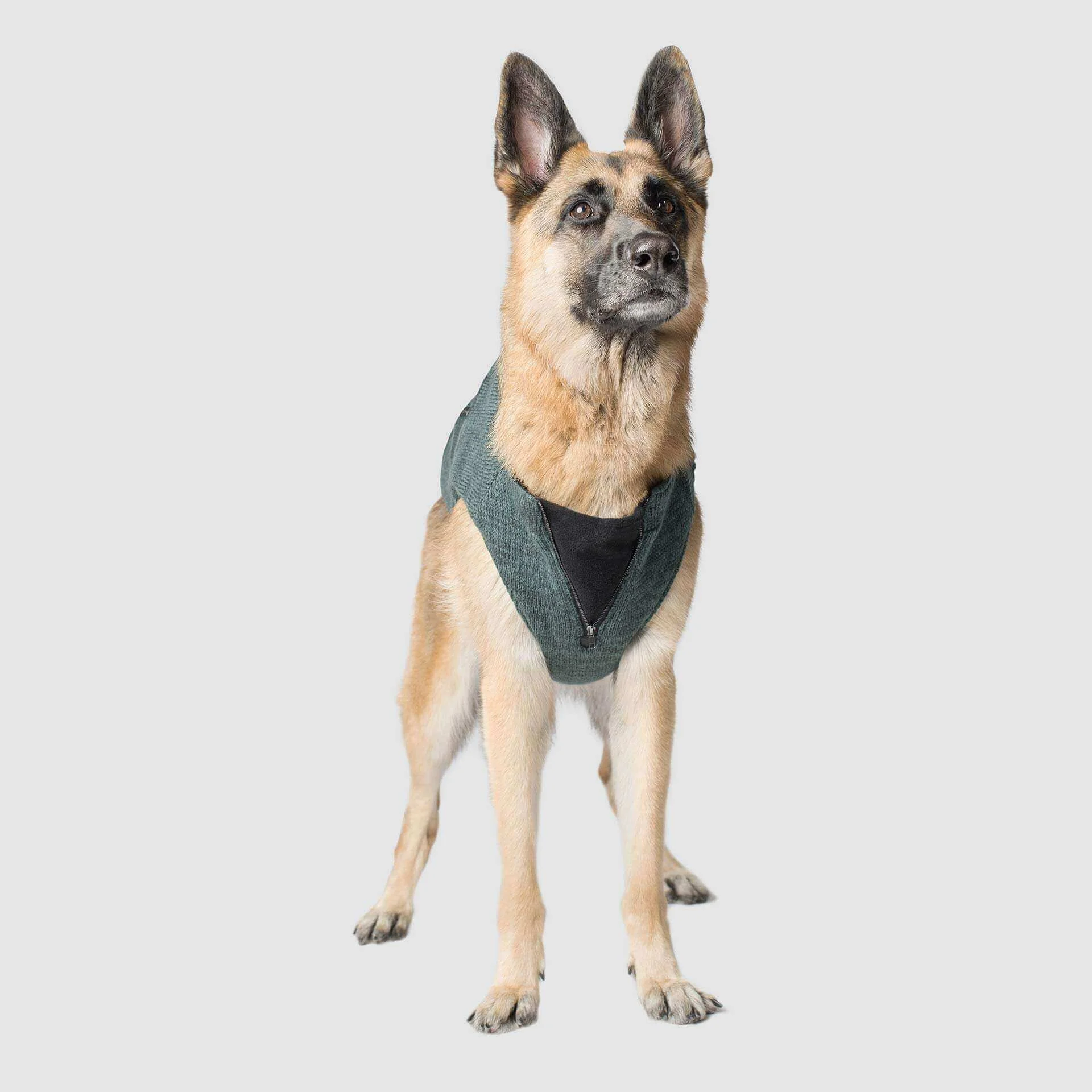 canada pooch Northern Knit Green 3.jpg