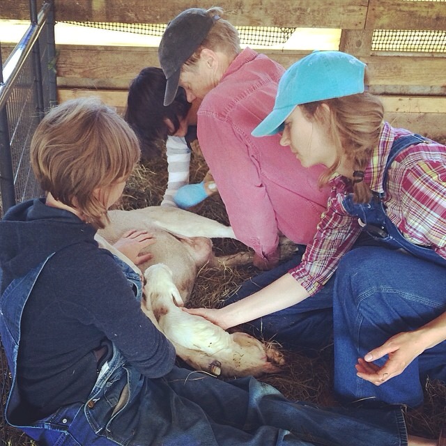 Hannah's first lambing season at Kinderhook Farm