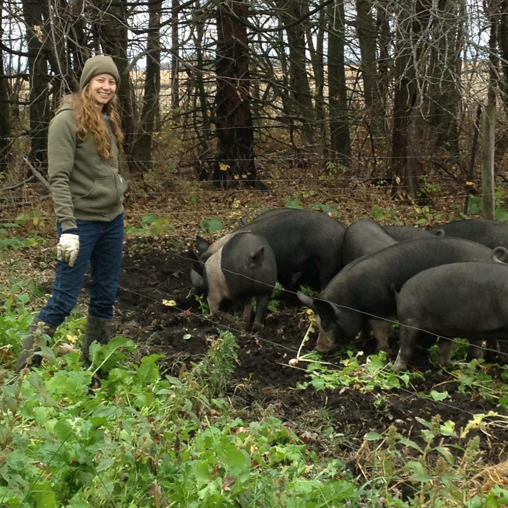 Hannah's first herd of Belly Rub Bacon