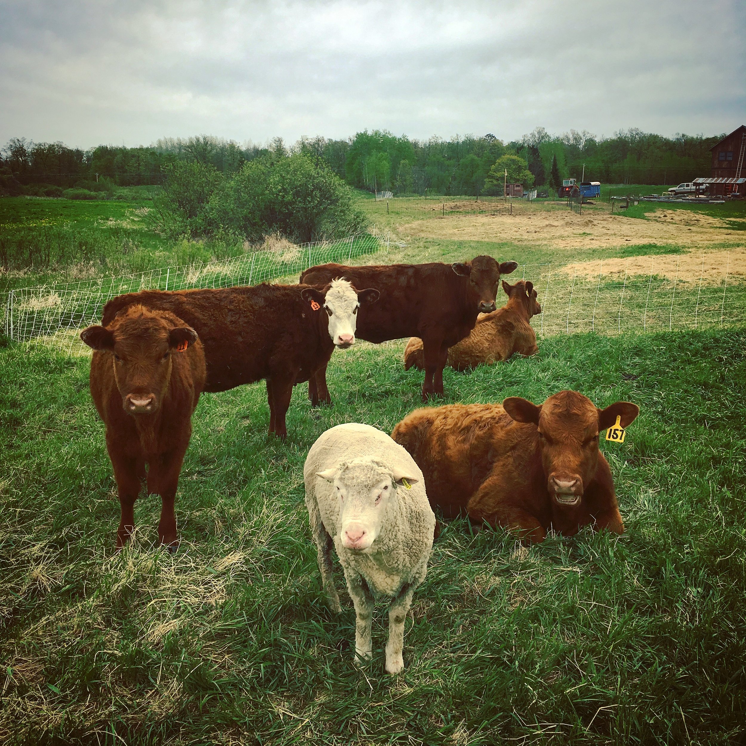cows - Frank and gang.JPG
