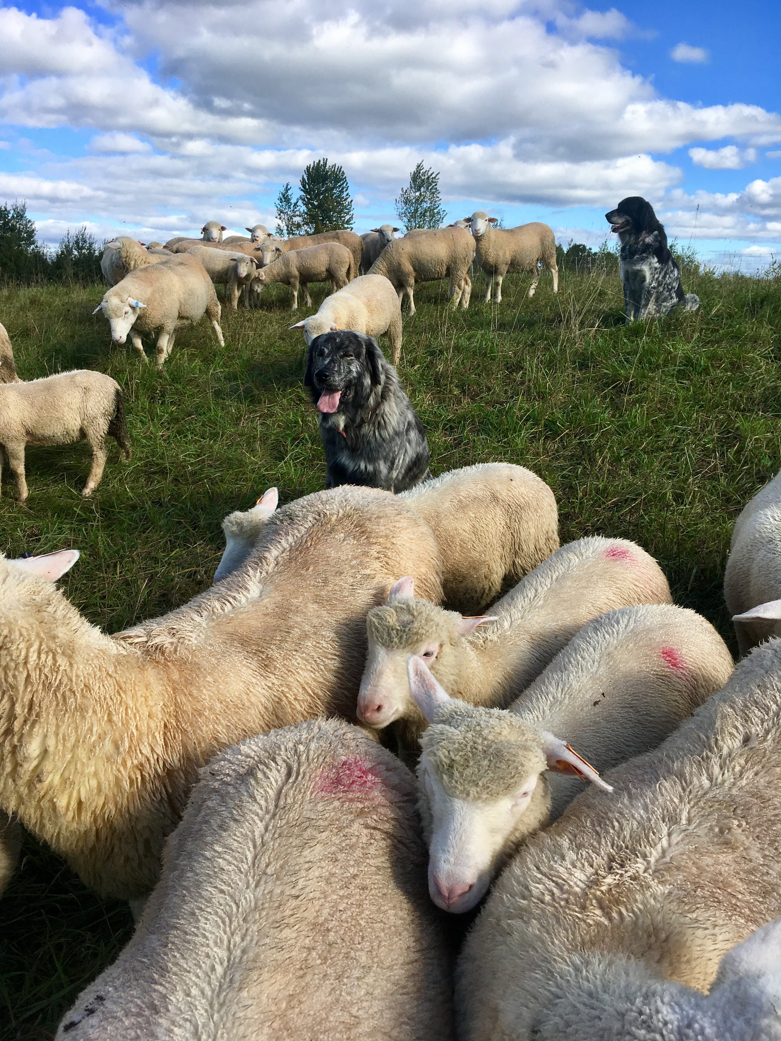 dogs - Shadows and Lena.jpg