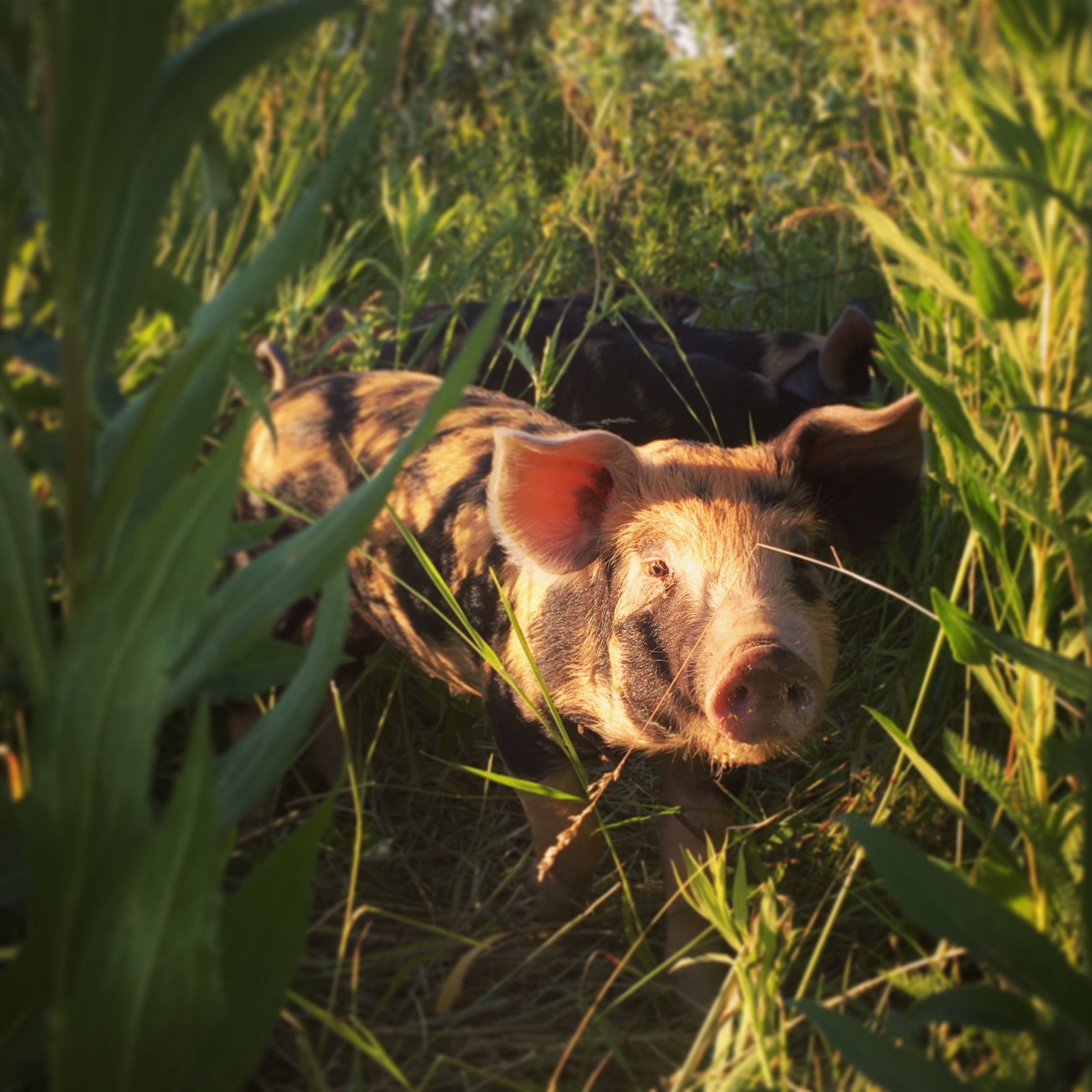 pigs - golden hour piglet.JPG