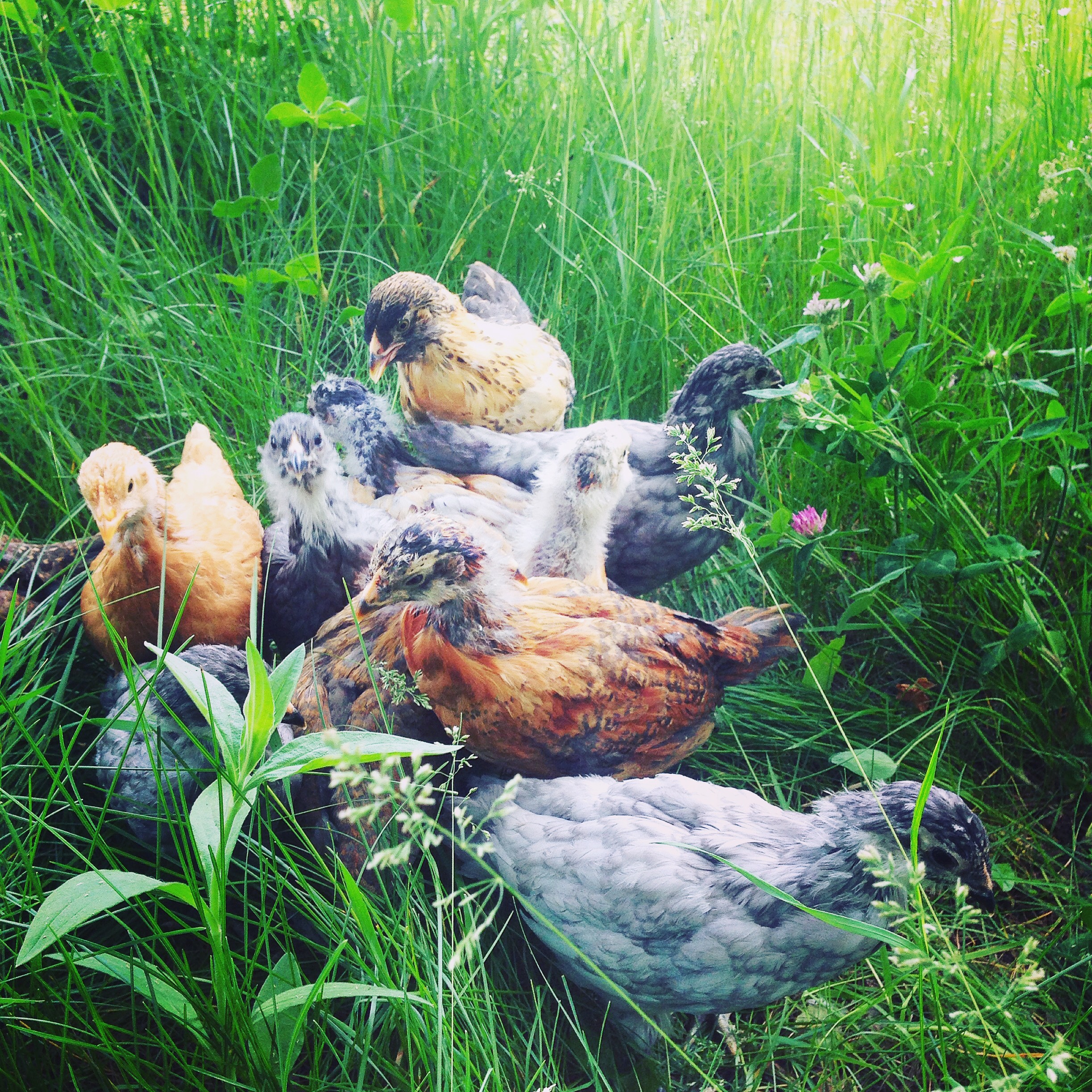 chickens - first poults.JPG