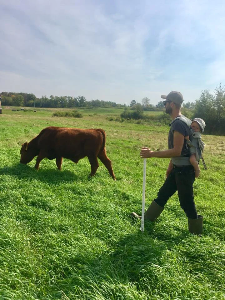 cows - Jason and Harvey.jpg