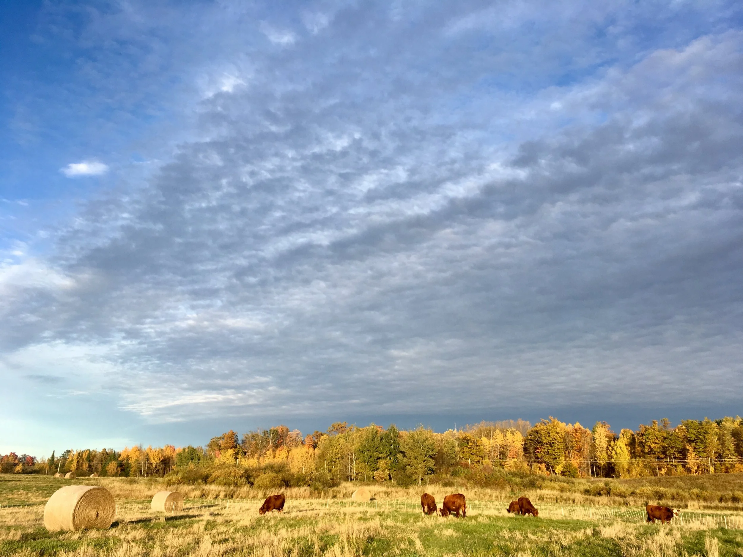 cows - pasture light.jpg