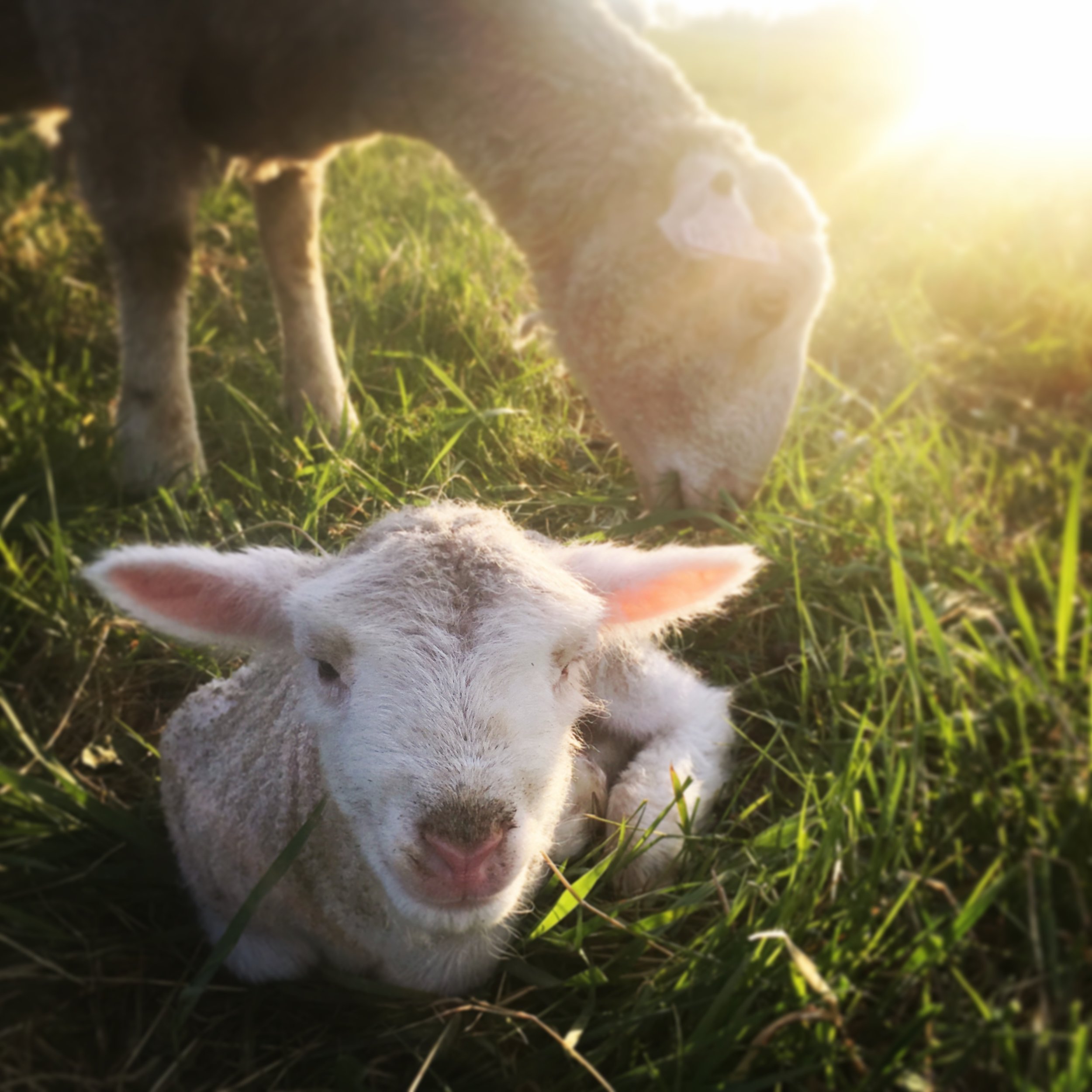 sheep - new born lamb.JPG