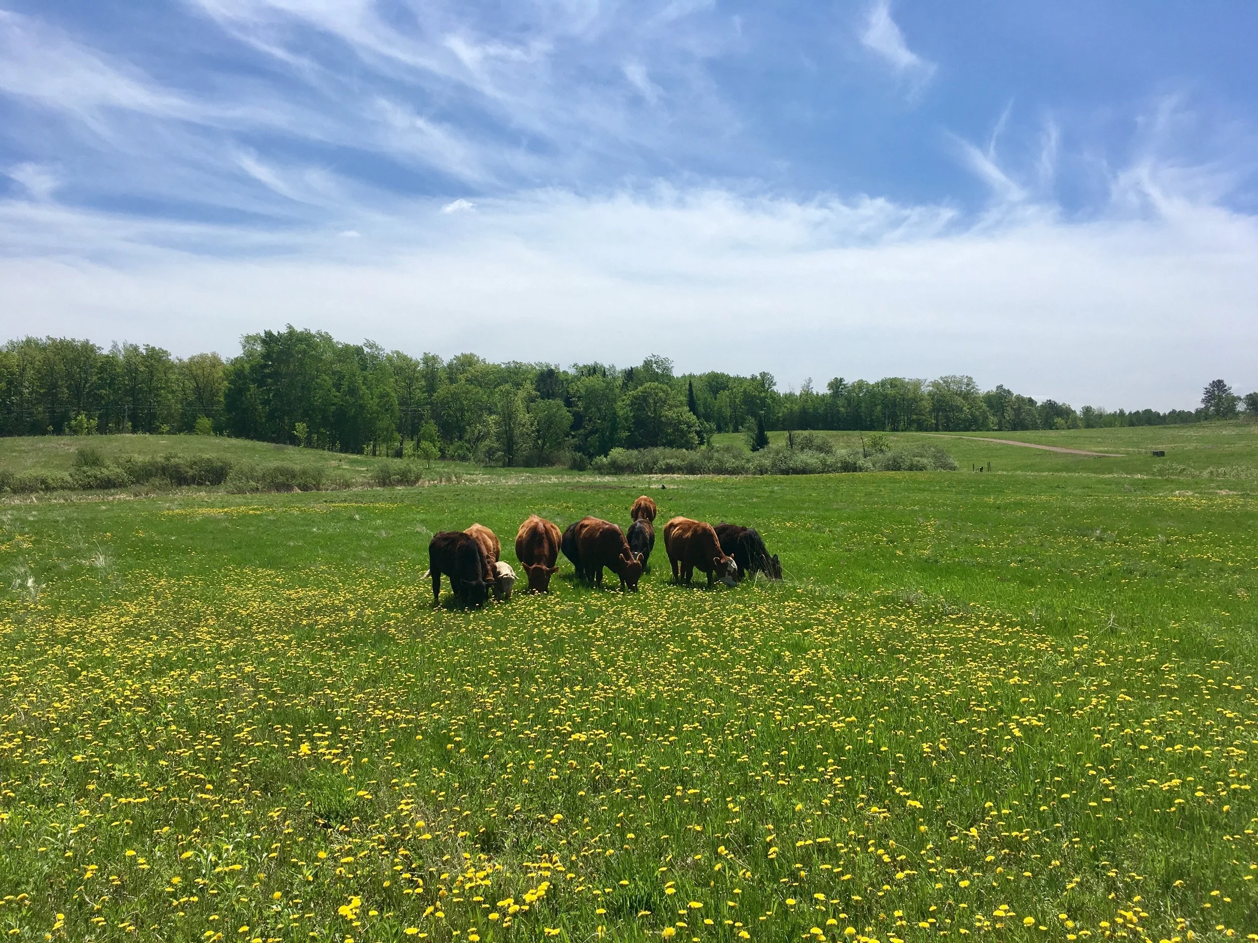 cows - dandelions.jpg